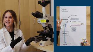 Fluorescence Microscopy [upl. by Compton857]