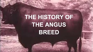 ANGUS CATTLE HISTORY The History of the Angus Breed in America [upl. by Cristy]