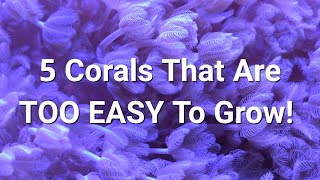 Fastest Growing Soft Corals For An Instant Tank [upl. by Festa34]