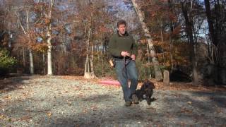 Boykin Spaniel Puppy Training  Winston Salem NC  Chickie [upl. by Norehc]