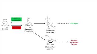 Glycogen Synthesis Glycogenesis Pathway [upl. by Luapleahcim]