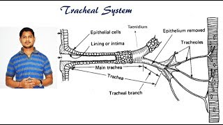 Lecture 13 Respiratory system in insects [upl. by Snow]