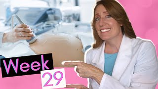 29 Weeks in Months  What to Expect at Week 29 [upl. by Ahsuas805]