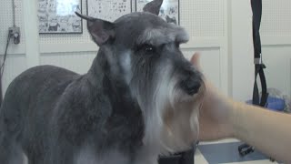 How to Groom a Schnauzer  DoItYourself Dog Grooming [upl. by Calie444]