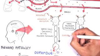 How does nicotine work [upl. by Boswall]