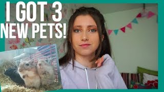 3 New Pets  Meet My Gerbils [upl. by Ruelle]