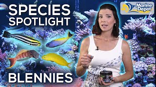 Species Spotlight BLENNIES  With Hilary Marine Biologist of WaterLoggedLifecom [upl. by Cher]