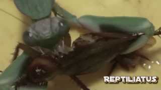 Giant praying mantis vs cockroach [upl. by Joab]