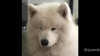 Cute Howling Samoyeds Compilation [upl. by Clite]