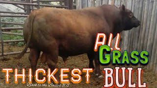 Registered Red Angus bull The thickest ALL grass fed bull in America [upl. by Marita]