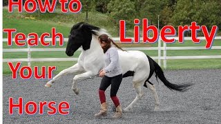 How to Teach Your Horse to do LIBERTY The first steps of liberty training [upl. by Annirac]