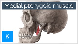 Medial Pterygoid Muscle Origin Insertion Function amp Nerve Supply  Anatomy  Kenhub [upl. by Hiroko]