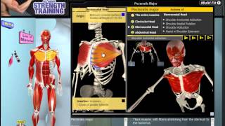 Pectoralis Major Muscle Motion Anatomy amp Kinesiology [upl. by Corrie]