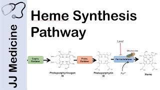 Heme Synthesis Pathway [upl. by Ymma]