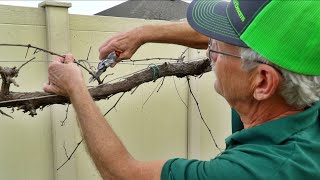 How to Prune Grapes Expert Advice w Paul Zmoda [upl. by Harli]