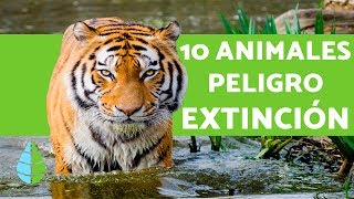 10 animales en PELIGRO DE EXTINCION en MEXICO [upl. by Mcallister]