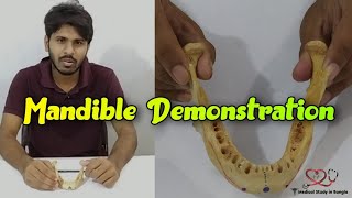 Mandible Demonstration  partsattachment relationage determination ossification [upl. by Yusuk]