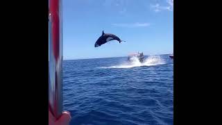 Viral video shows orcas stunning leap during dramatic dolphin hunt [upl. by Iinden]