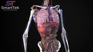 Full Virtual 3D Human Body Anatomy [upl. by Nosmoht]