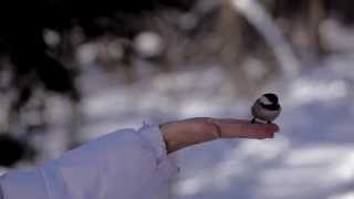 Winter in Algonquin Park wwwalgonquinparkonca [upl. by Darnoc100]