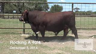 Bulls For Sale  Red Angus and Other [upl. by Alliuqat]