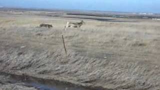 Weimaraner Vs Deer [upl. by Assirem275]