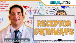 Endocrinology  Receptor Pathways [upl. by Neuburger]