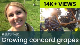 Growing Concord Grapes [upl. by Yekram]