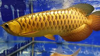 How To Take Care Of An Asian Arowana Silver Arowana Advice Included [upl. by Endo]