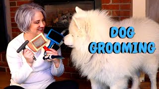 How To Groom A Samoyed [upl. by Freda360]