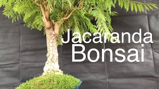 Bonsai  Jacaranda Tree  pruning and guy wiring June 10 2019 [upl. by Rosol]