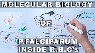 Molecular Biology of PFalciparum Inside Erythrocytes [upl. by Olag]