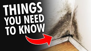 5 Things you NEED to KNOW About Mold and Mildew [upl. by Ibrik684]