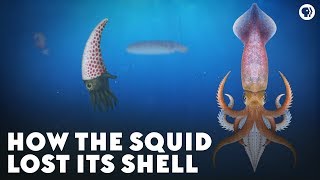 How the Squid Lost Its Shell [upl. by Ahsitan]