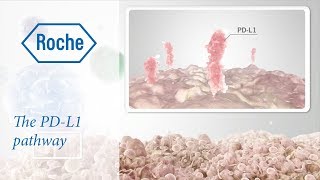 Cancer immunotherapy  The PDL1 pathway [upl. by Eizdnil]