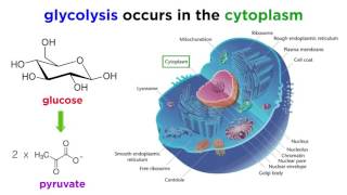 Cellular Respiration Part 1 Glycolysis [upl. by Mersey]