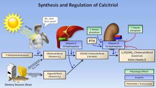 Calcium and Phosphate Metabolism [upl. by Nevi]