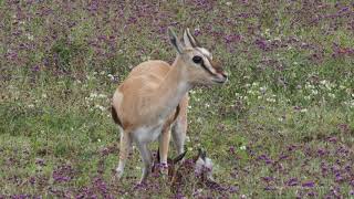 Traumatic birth of Thomsons gazelle in Ngorongoro Crater Tanzania [upl. by Celene]