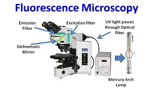 Fluorescence Microscopy [upl. by Farmelo]