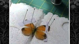 How To Spread Your Butterflies Lepidoptera [upl. by Noll]