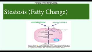 The Human Liver  Structure And Function UrduHindi [upl. by Llevaj]