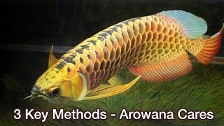 Top 3 Key Tips for Arowana Fish Care  Arowana Care Guide  Important Arowana keeping tips [upl. by Bullivant]