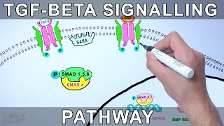 TGF Beta Signalling Pathway [upl. by Latea500]