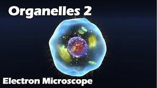 Organelles  Electron Microscope [upl. by Lash327]