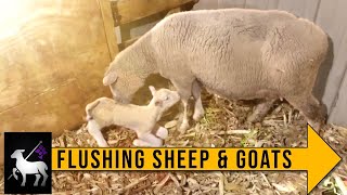 Flushing Sheep and Goats [upl. by Atkinson687]