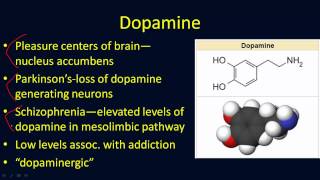 Neurotransmitters Overview [upl. by Airod458]