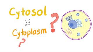 Cytosol vs cytoplasm  What’s The Difference [upl. by Igal129]