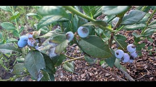 How to plant bare root blueberry plants [upl. by Jana]