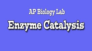 CATALASE ENZYME LAB  AP Biology [upl. by Sibeal]