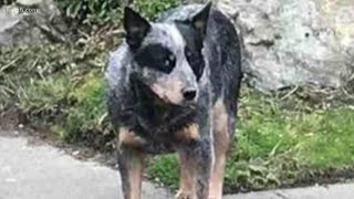 Lost dog reunited with owners after 8 years [upl. by Furiya]